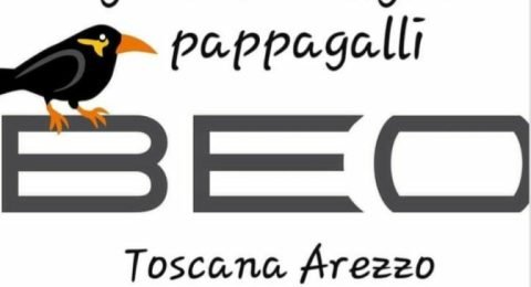 Luca-Mencarelli-