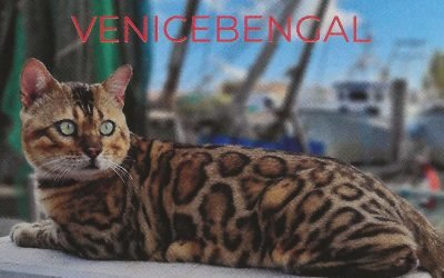 MANUELE-DE-FRANCESCHI