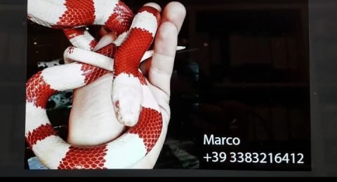 Marco-cork