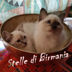 Mario-Vito-Losavio-1