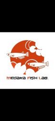 Medaka-fish-lab