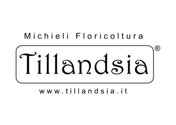 Michieli-Floricoltura-Tillandsia-di-Michieli-Floricoltura