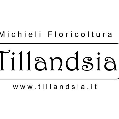Michieli-Floricoltura-Tillandsia-di-Michieli-Floricoltura