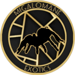 Migalomane-Exotics