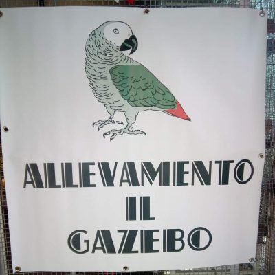 Mmattia-Pennoni-