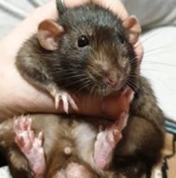 Moonpie-ratteryMy Exotica House