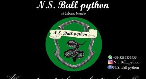N.S.Ball-python