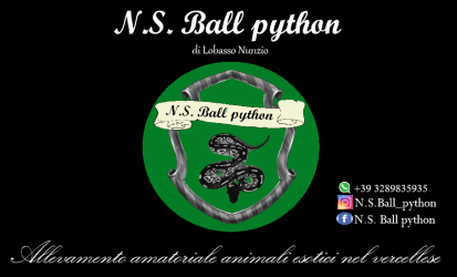 N.s.ballpython
