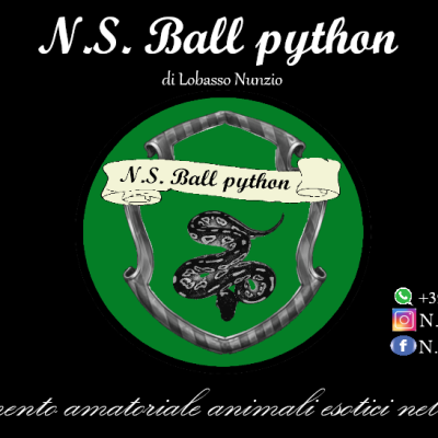 N.s.ballpython