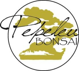 Pepeleu-Bonsai-di-Giuseppe-Tarsia-Bonsai-di-propria-creazione-
