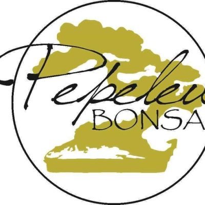 Pepeleu-Bonsai-di-Giuseppe-Tarsia-Bonsai-di-propria-creazione-