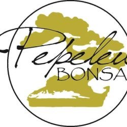 Pepeleu-Bonsai-di-Giuseppe-Tarsia-Pepele-Bonsai-di-Giuseppe-Tarsia-