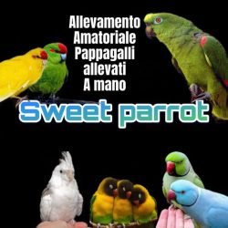 Privato-