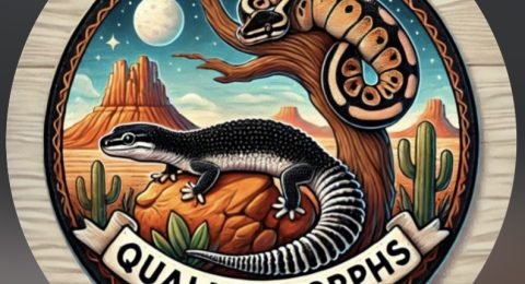 Quality_morphs