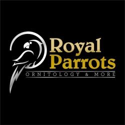Royal-Parrots-di-Zimbelli-EnricoRoyal-Parrots