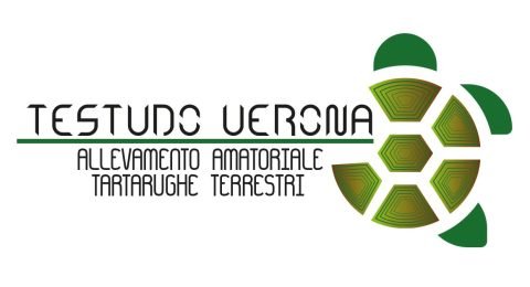 Testudo-verona