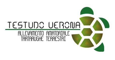 Testudo-verona