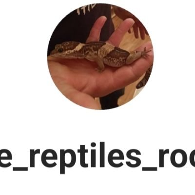 The-reptiles-room-