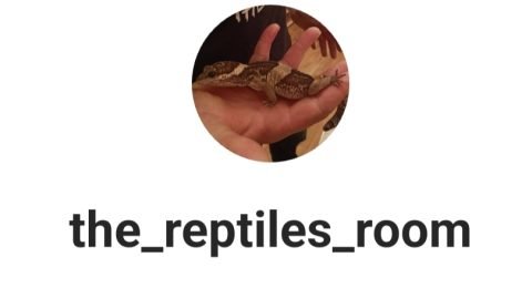 The-reptiles-room-