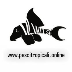 VL-WelseVL-Welse