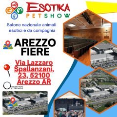 arezzo-location