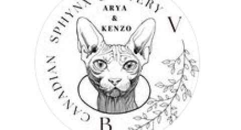 beatrice-verginella