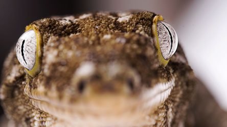 xr:d:DAFCWt1rZIs:348,j:8941163850597513812,t:23060714