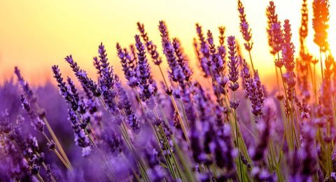 lavanda espositori