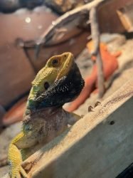 mrio de rosa - sito espositori