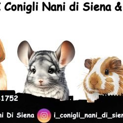 poggialini