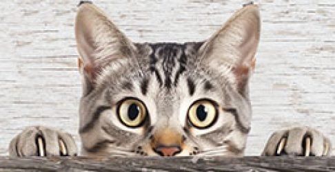 targhe-ornamentali-in-legno-