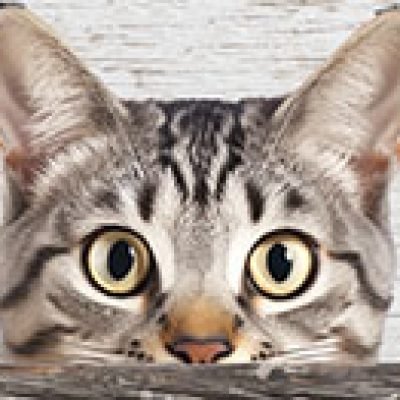 targhe-ornamentali-in-legno-